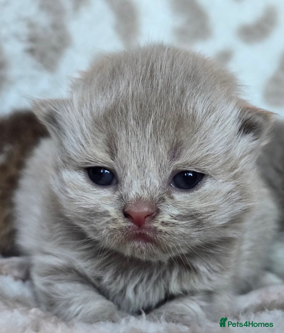 British Shorthair cats for sale: 1 BOY LEFT TICA reg BSH and BLH kittens - Advert 29