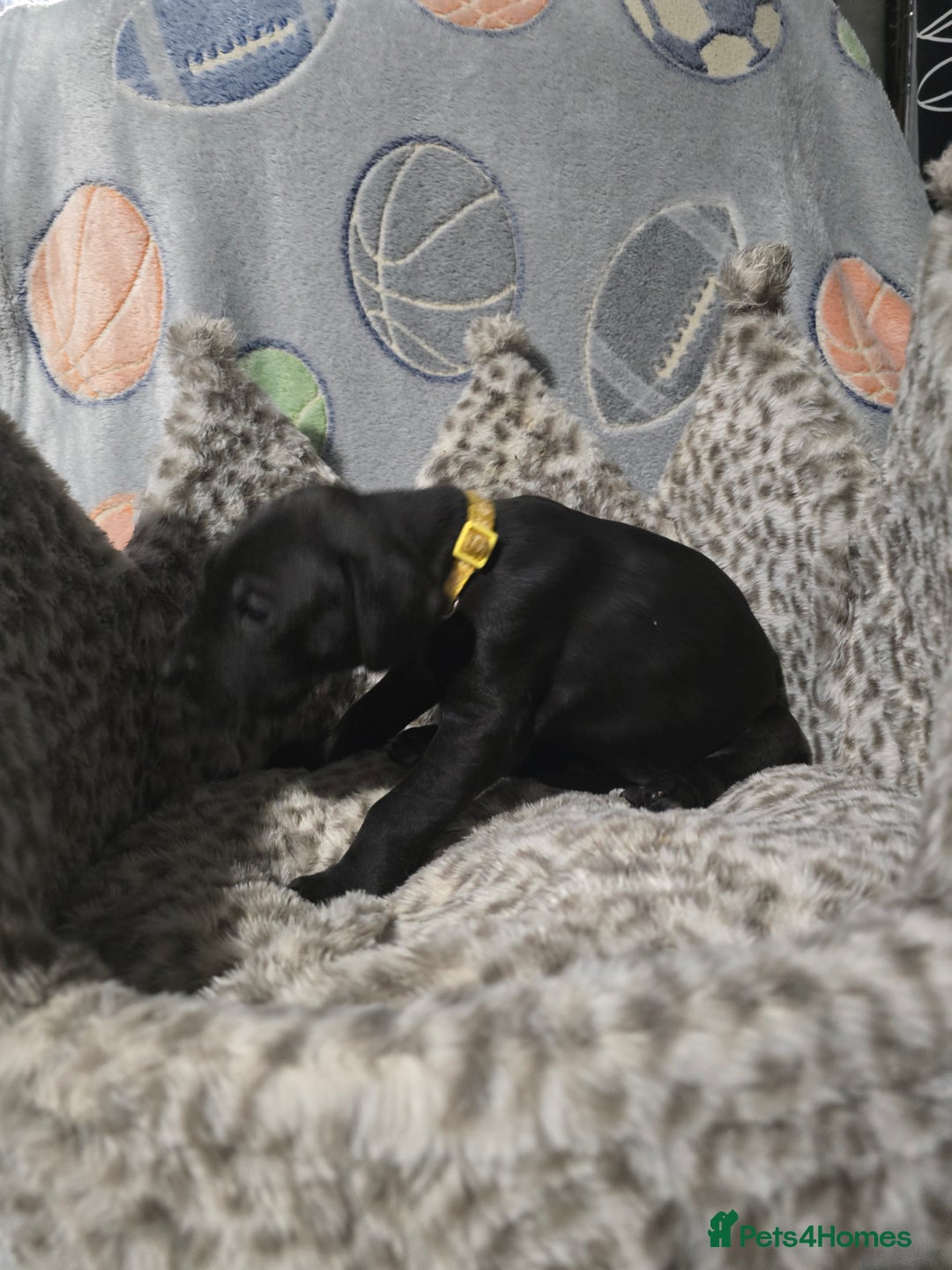 Great Dane dogs for sale: Beautiful great danes - Advert 11