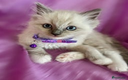 Ragdoll cats for sale: Ragdoll kittens blue point and mitted  - Image 2