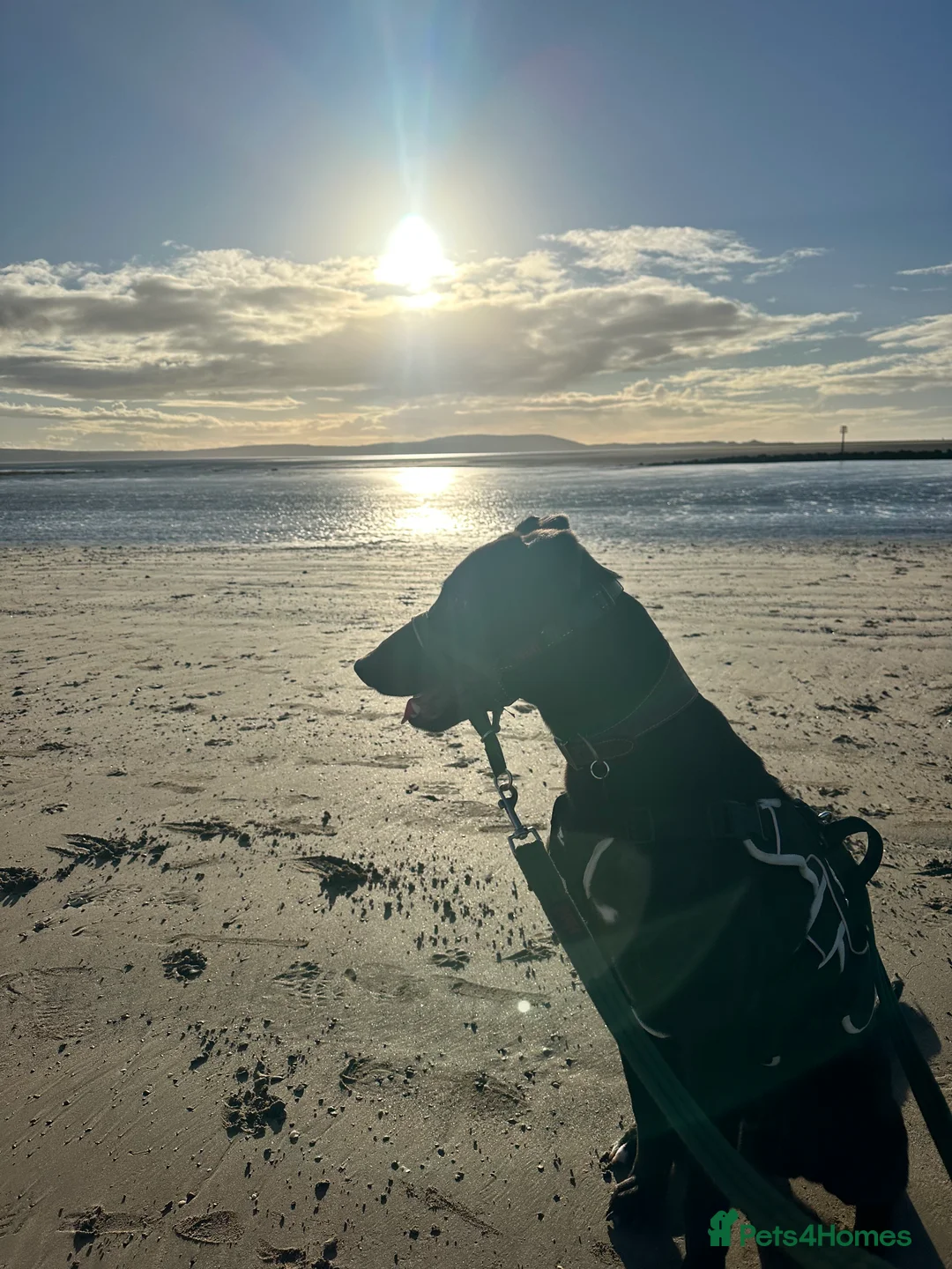 Mixed Breed dogs for sale: Milo - Lurcher x Greyhound male 11month  - Advert 4