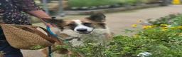 Mixed Breed dogs for adoption: Kyle - Beautiful Collie mix boy  - Advert 7