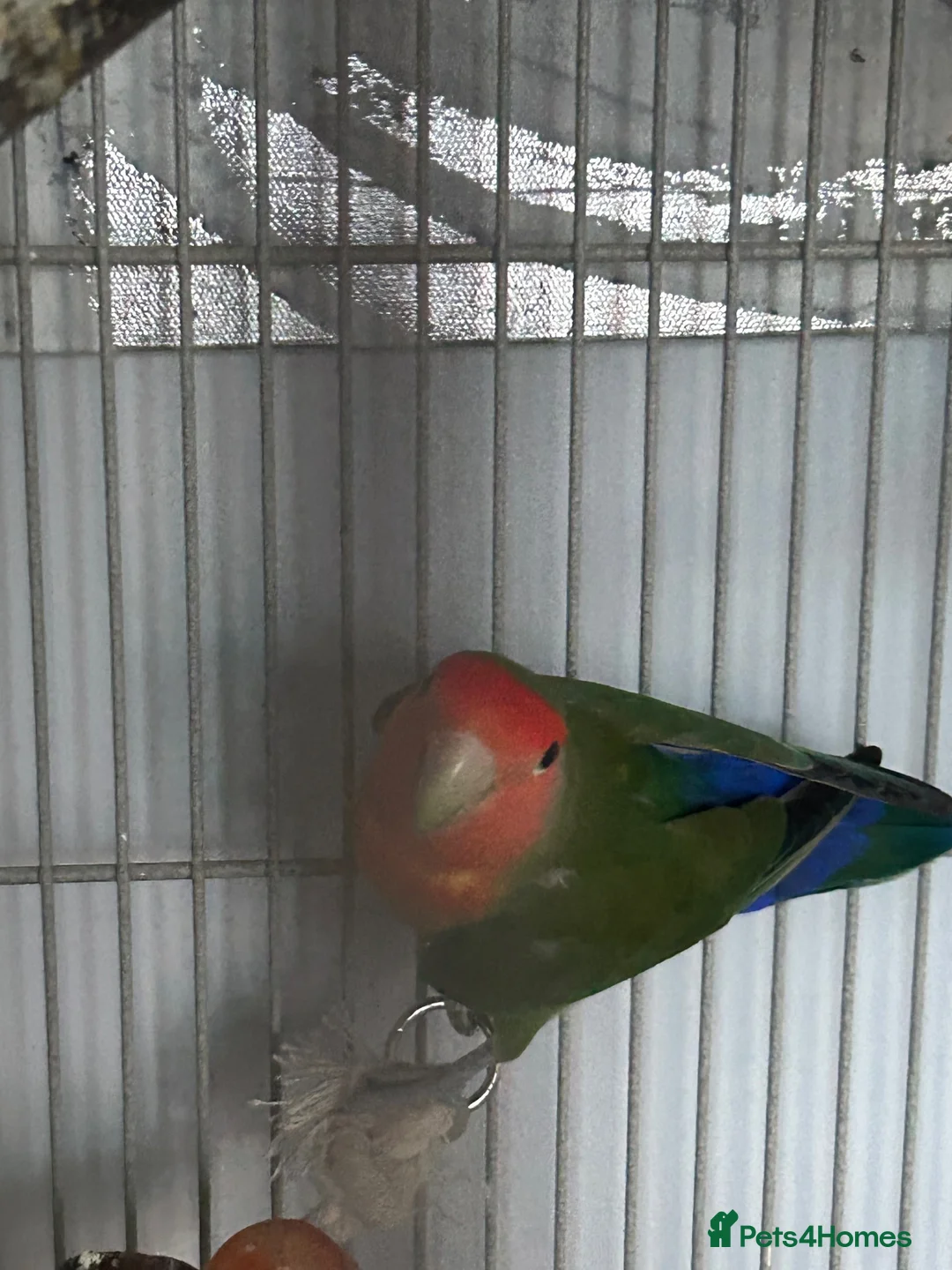 Lovebirds birds for sale: Lovebirds  in Basildon - Advert 2