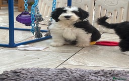 Old English Sheepdog dogs for sale: Kc old English sheep dog puppies  - Image 20
