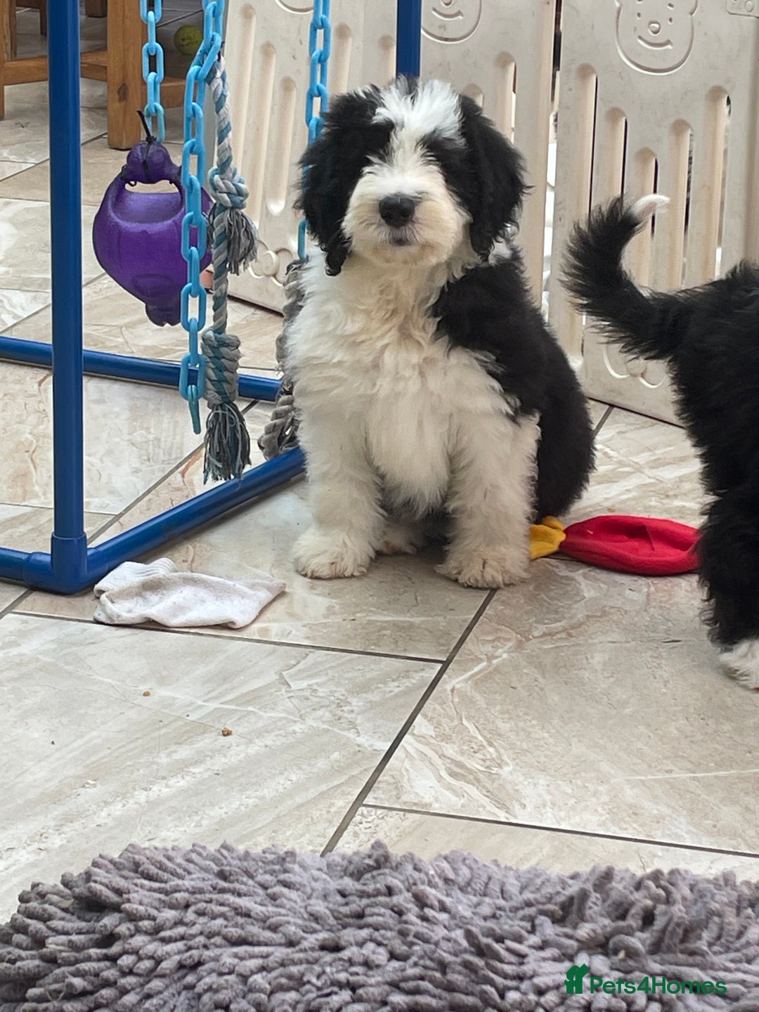 Old English Sheepdog dogs for sale: Kc old English sheep dog puppies  - Image 20