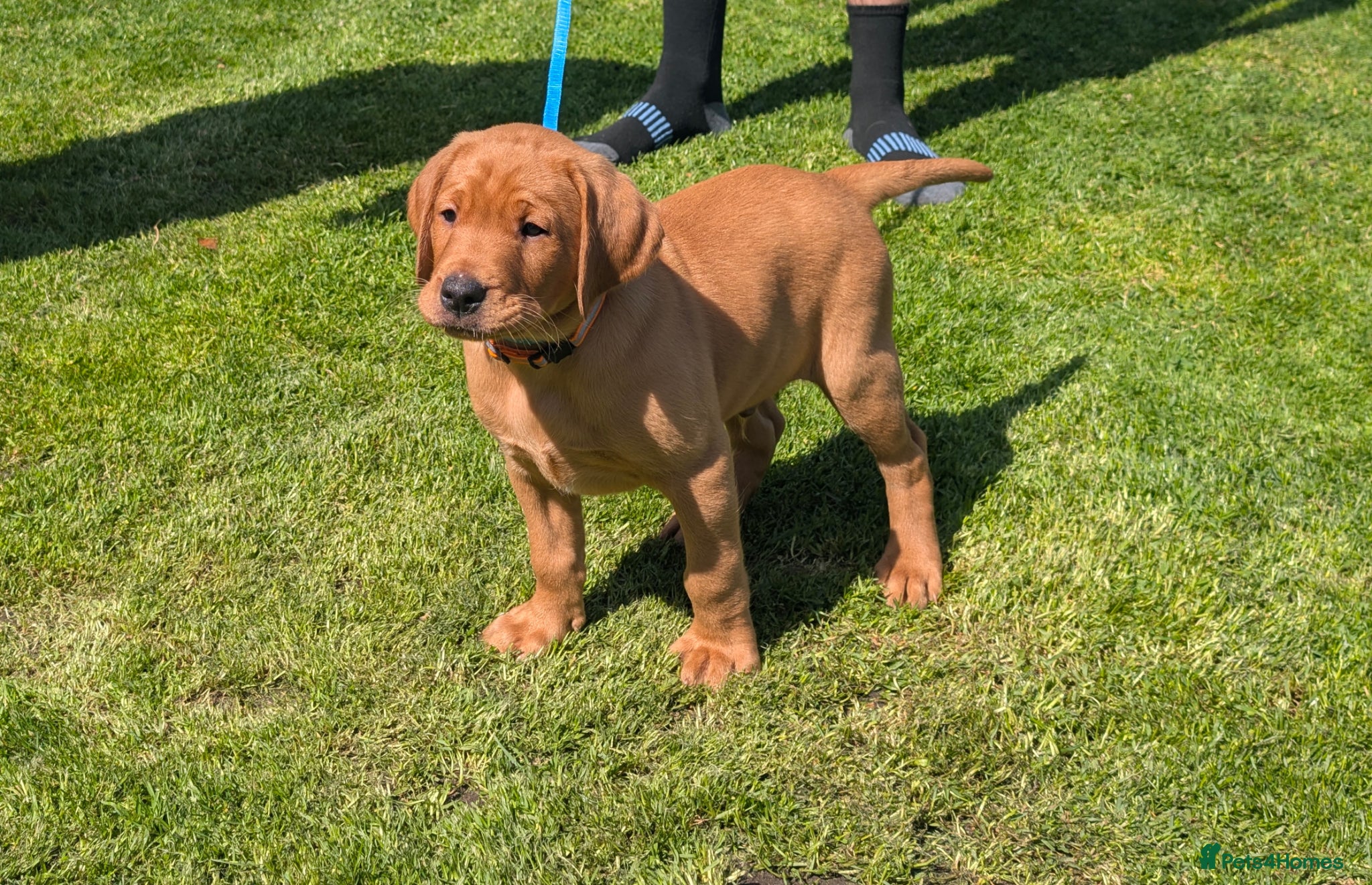 Labrador Retriever dogs KC Registered Fox Red Labrador Puppies READY NOW - Advert 17
