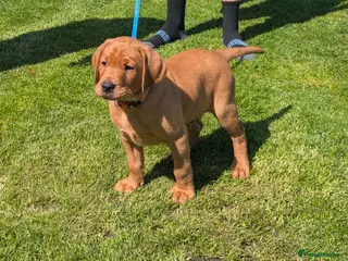 Labrador Retriever dogs KC Registered Fox Red Labrador Puppies READY NOW - Advert 10