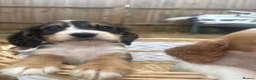 Cocker Spaniel dogs for sale: Outstanding cocker spaniel puppies - Advert 21