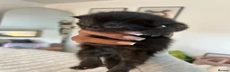 Mixed Breed cats for sale: 4 Kittens for sale - 2 male 2 female! - Advert 11