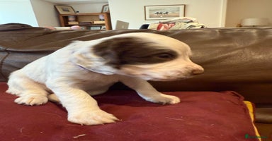English Springer Spaniel dogs - Advert 2