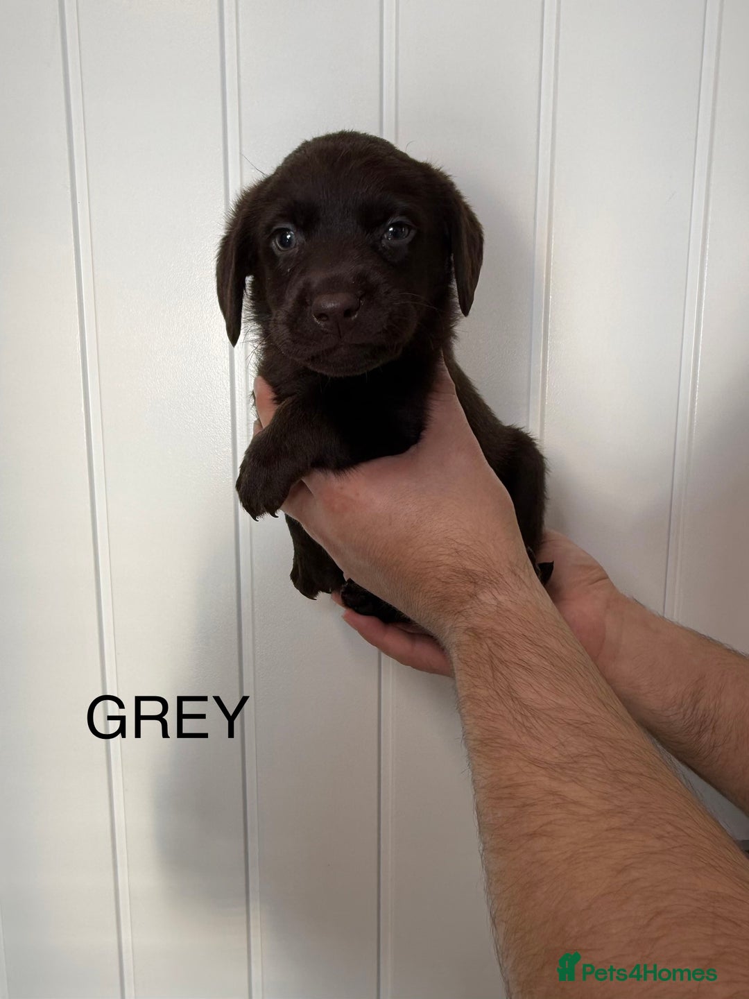 Labrador Retriever dogs for sale: Chunky chocolate labradors  - Image 13