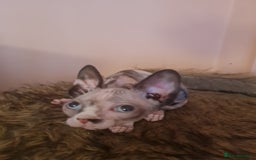 Sphynx cats for sale: Sphynx girl kitten for sale - Image 6