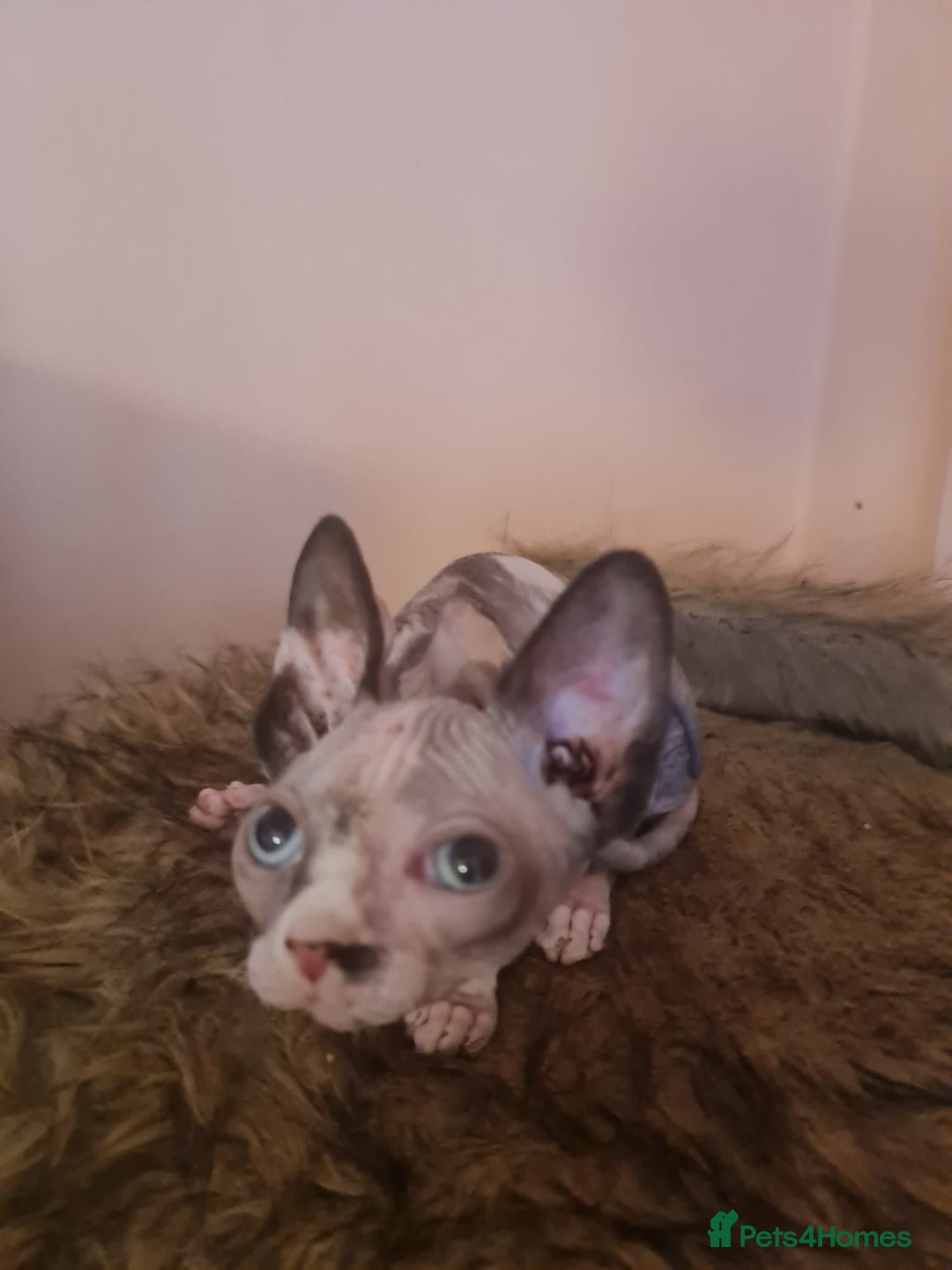 Sphynx cats for sale: Sphynx girl kitten for sale - Image 6