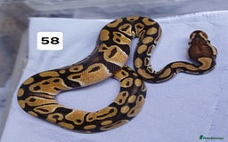 Python Snake reptiles for sale: Hatchling Royal Python's  - Image 31