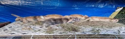 Dwarf Lop rabbits for sale: Dwarf Lops  - Advert 12