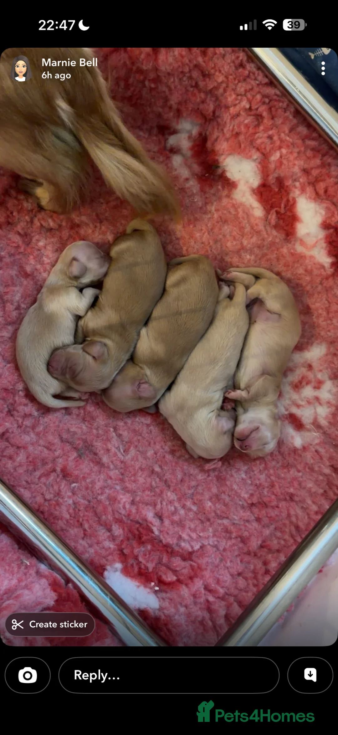 Miniature Dachshund dogs for stud: Crufts Qualified Miniature Long - Advert 3