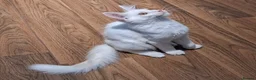 Maine Coon cats for sale: XL Pedigree Maine Coon boy in Manchester  - Advert 7