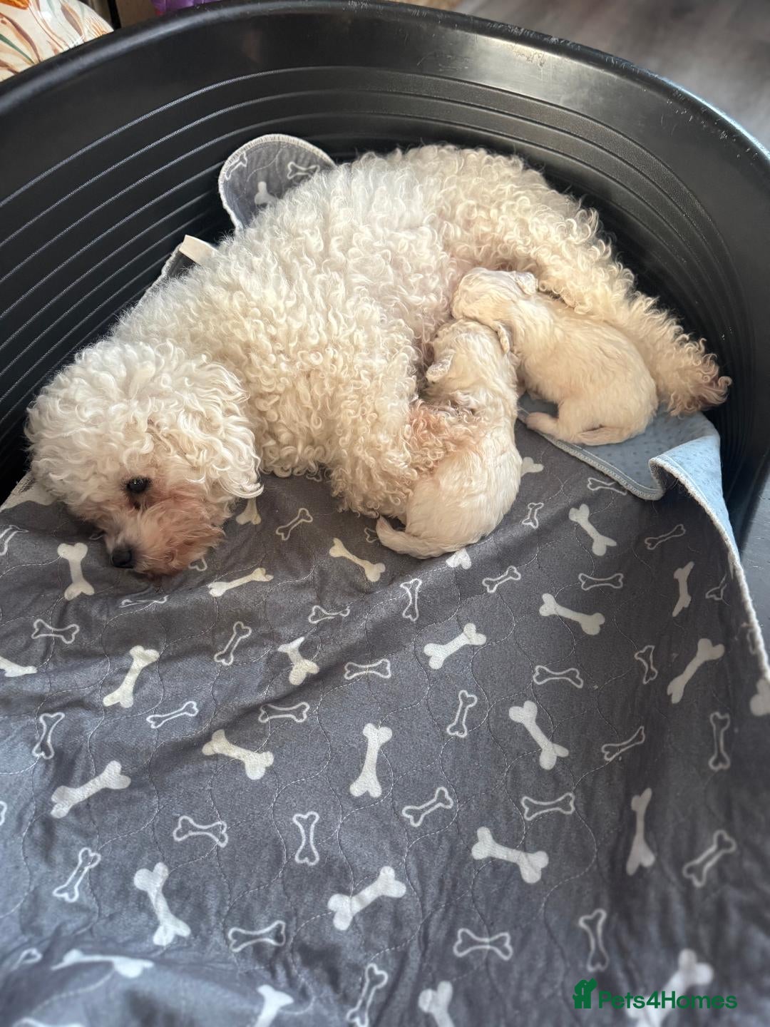 Bichon Frise dogs for sale: champion blood line bichon frise  - Advert 1