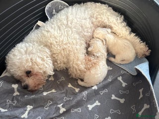 Bichon Frise dogs champion blood line bichon frise - Advert 1