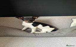 Jack Russell dogs for stud: Jack Russell Stud – Kings Lynn, Norfolk - Image 3