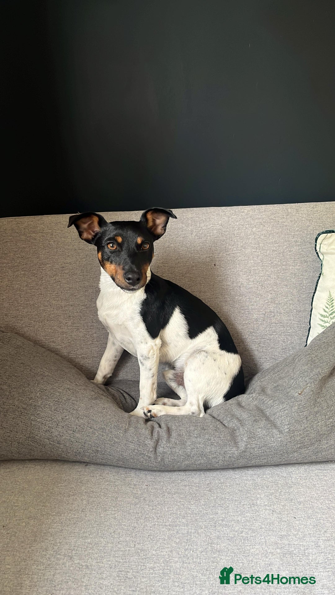 Jack Russell dogs for stud: Jack Russell Stud – Kings Lynn, Norfolk - Image 3