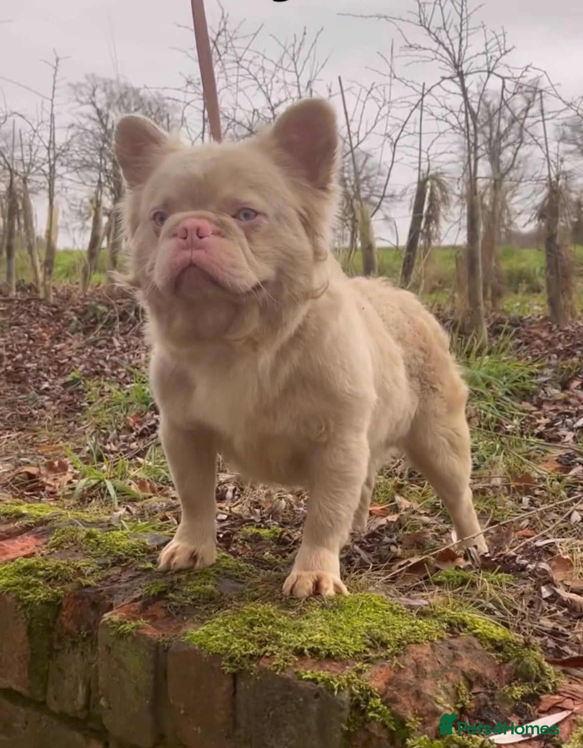 French Bulldog dogs STUD - Full fluffy full pink frenchie wavy coat 🌊 - Advert 1