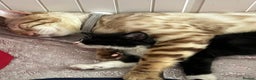 Bengal cats for sale: Mature male snow Bengal for sale - Advert 3