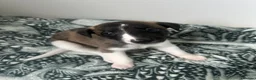 Whippet dogs for sale: One stunning pedigree whippet boy left  - Advert 16