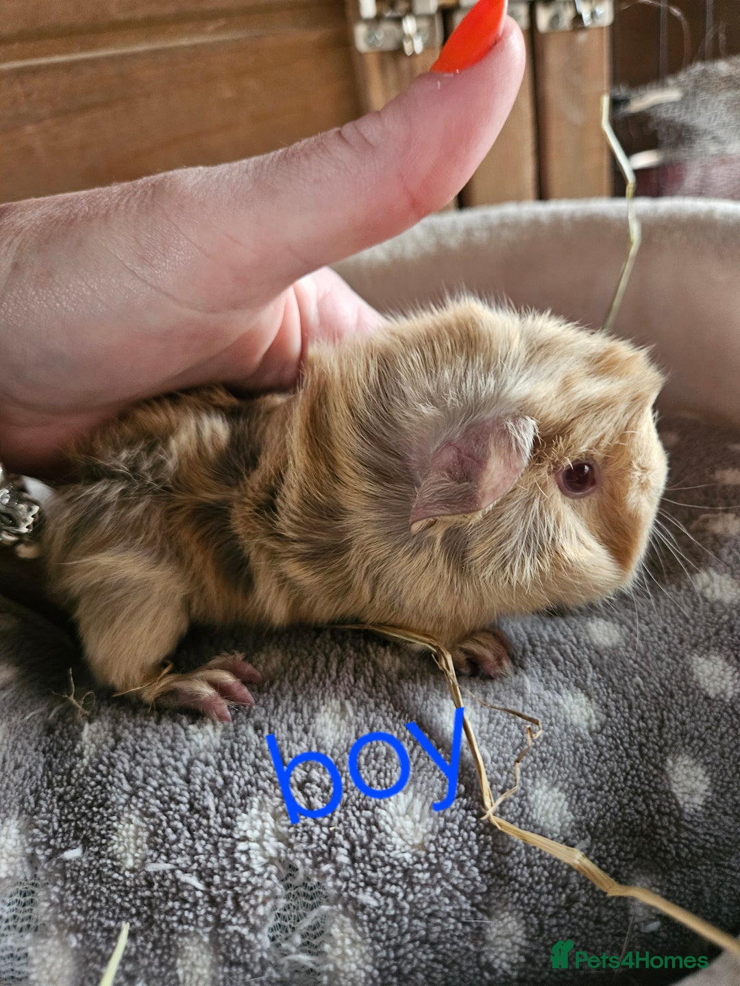 Guinea Pig rodents for sale: Baby boy guinea pigs and 1 girl - Image 3