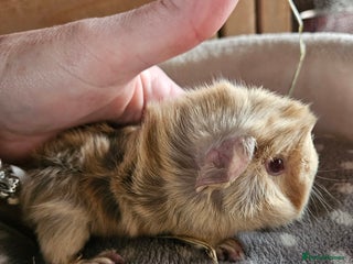 Guinea Pig rodents - Advert 33