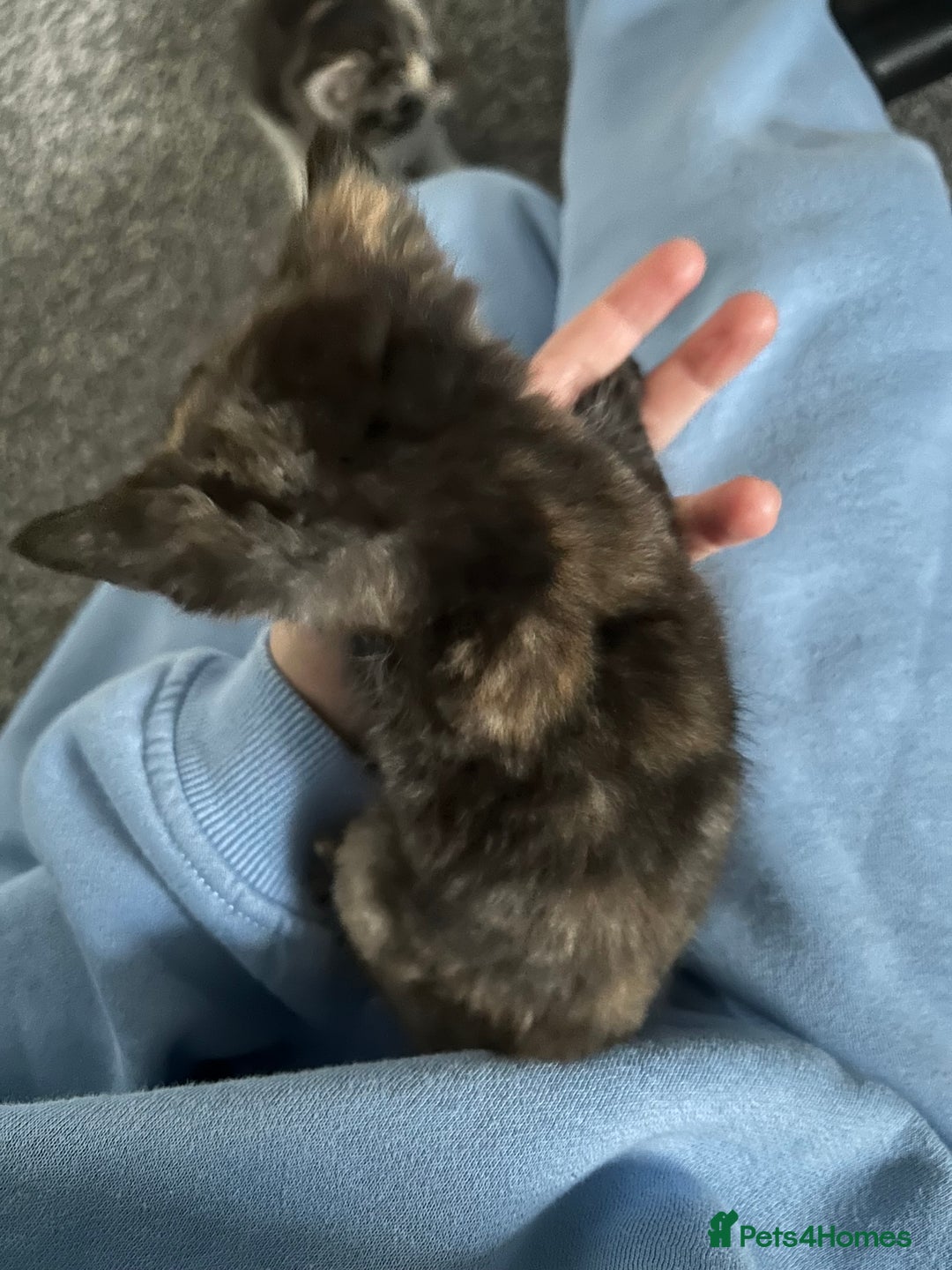 Ragdoll cats for sale: Ragdoll x Tabby Gorgeous Rare Coat Kittens - Advert 12