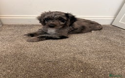 Cockapoo dogs for sale: 🐾Stunning blue merle Cockapoo Girl Puppy🐾 - Image 6