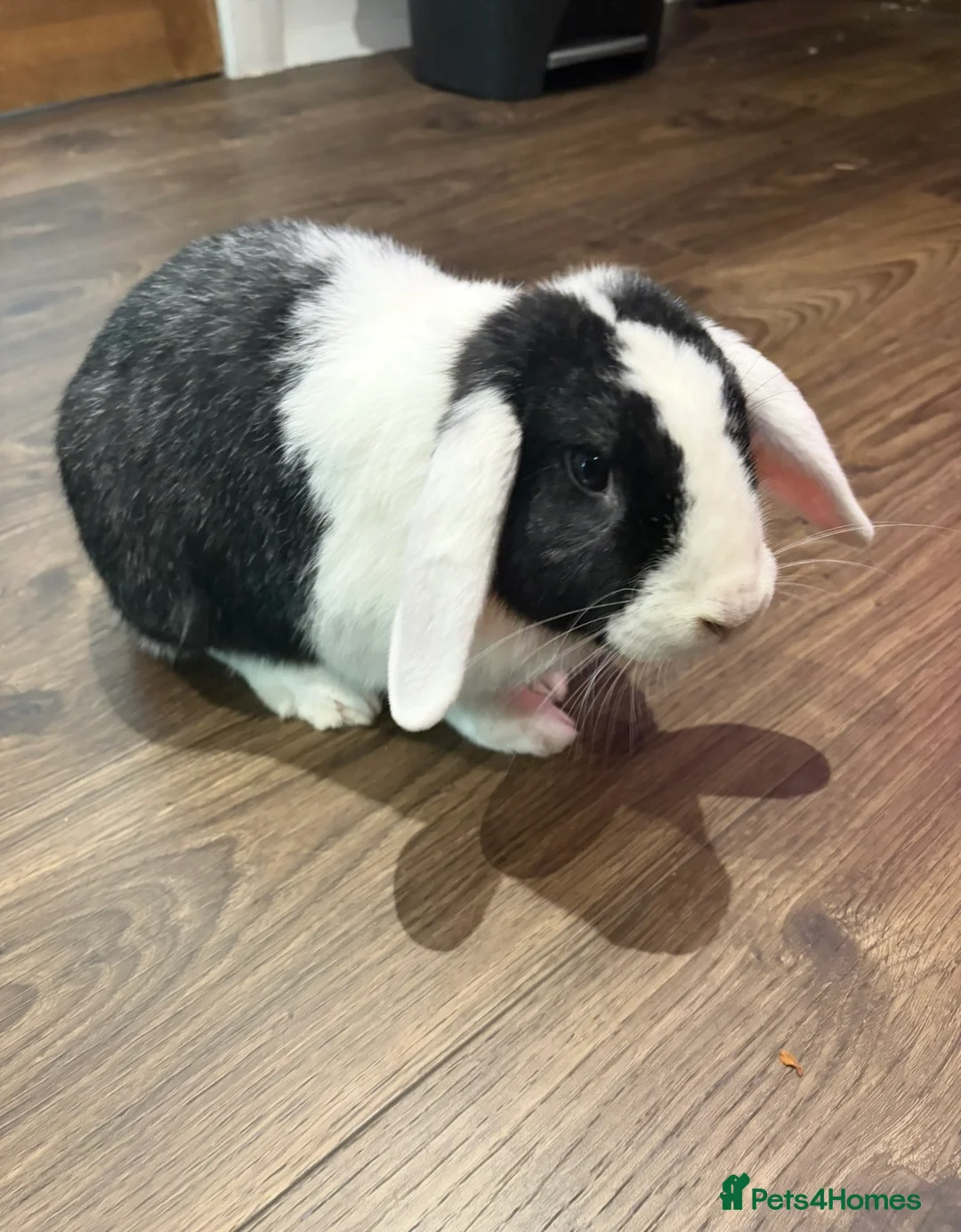 Mixed Breed rabbits for sale: Beautiful male rabbit looking for a new home - Advert 1