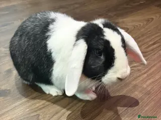 Mixed Breed rabbits Beautiful male rabbit looking for a new home in Edinburgh - Advert 3