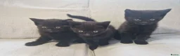 Mixed Breed cats for sale: British short-hair cross kittens  in Saint Austell - Advert 16