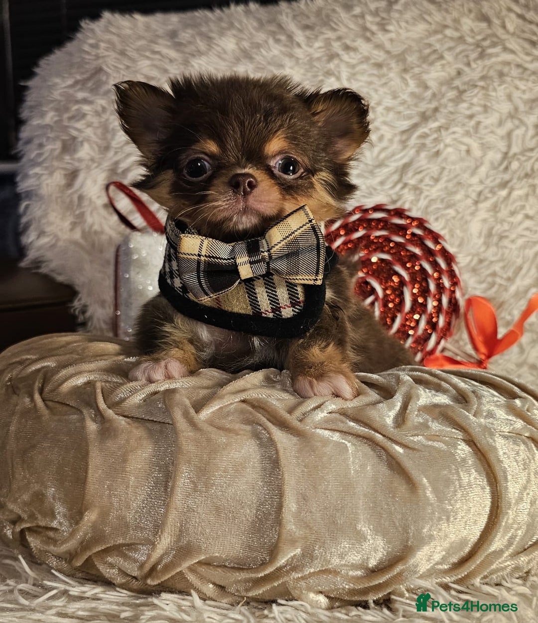 Chihuahua dogs for sale: Xx gorgeous chocolate longcoat chihuahua puppy Xx - Advert 6