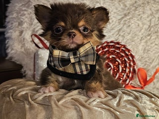 Chihuahua dogs Xx gorgeous chocolate longcoat chihuahua puppy Xx - Advert 5