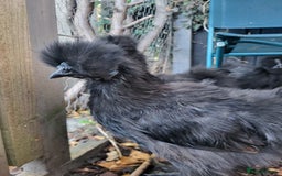 Chickens poultry for sale: Black silkie Cockerell  - Image 1
