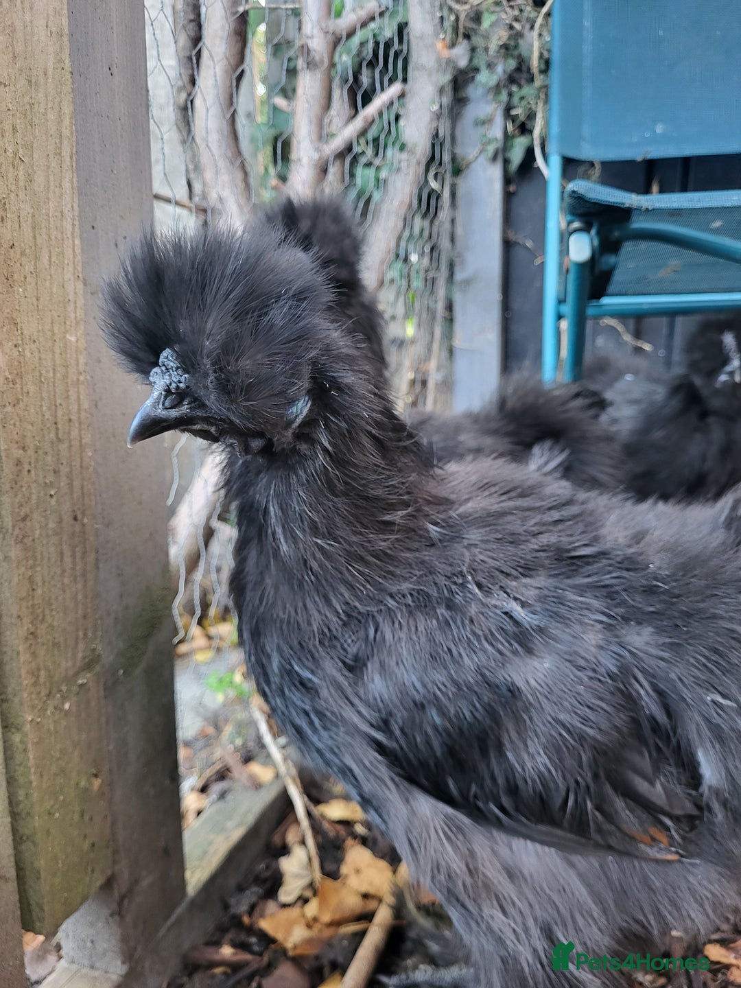 Chickens poultry for sale: Black silkie Cockerell  - Image 1