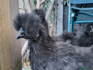 Chickens poultry - Advert 22