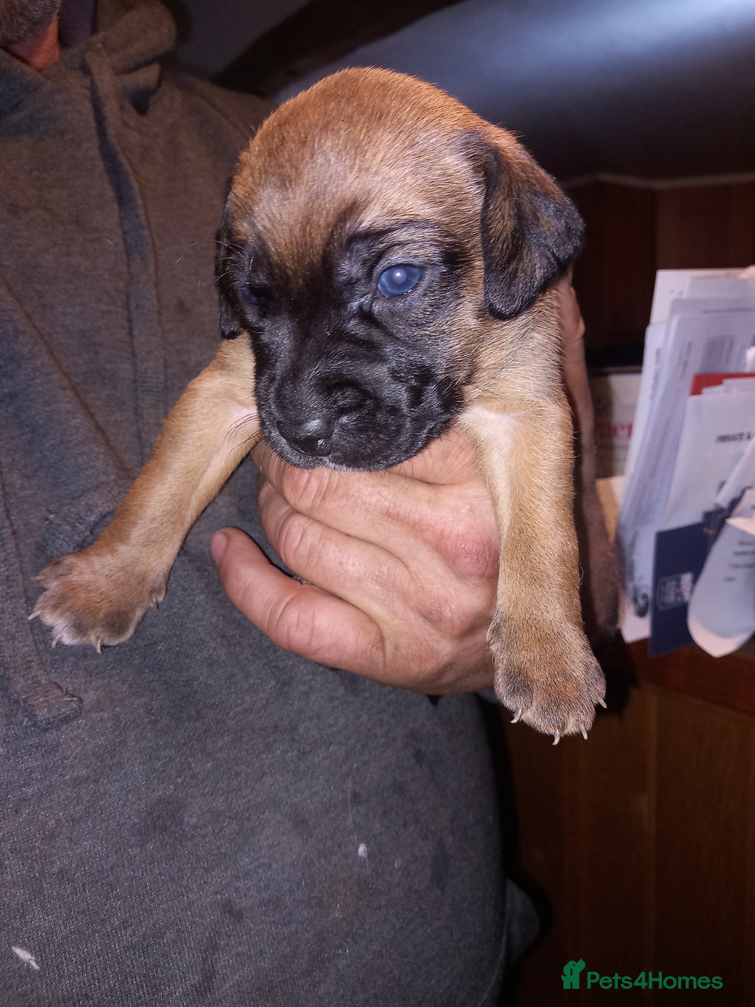 Mixed Breed dogs for sale: Bold Brave pups - Advert 7