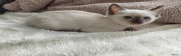 Siamese cats for sale: Siamese male and female kittens for sale ❤️ - Advert 2