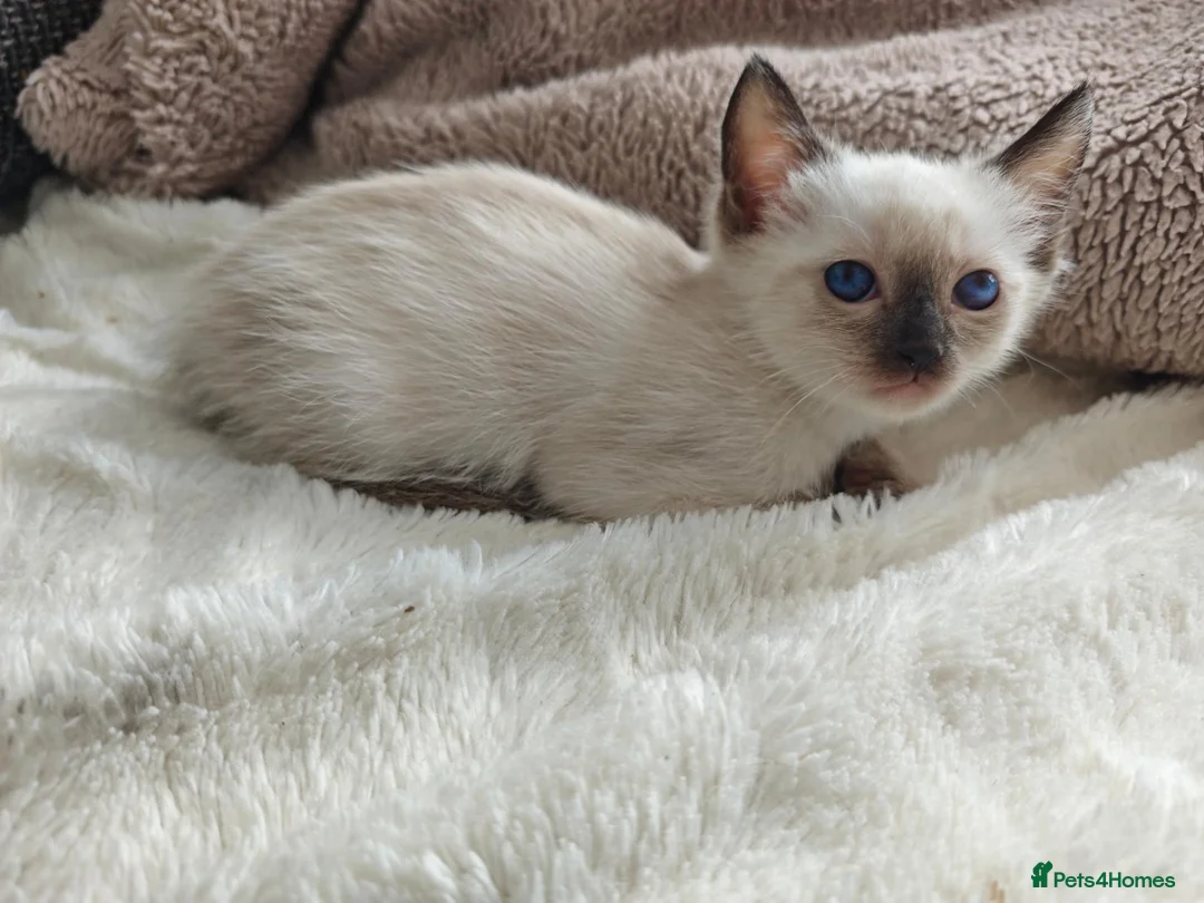 Siamese cats for sale: Siamese male and female kittens for sale ❤️ - Advert 2
