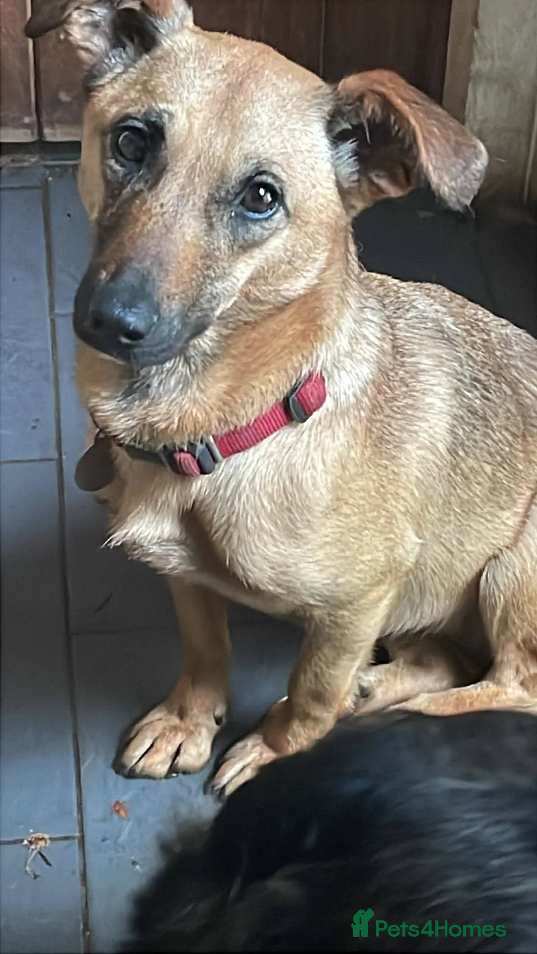 Mixed Breed dogs for adoption: Meet Tulip, currently residing in Surrey in Guildford - Advert 2