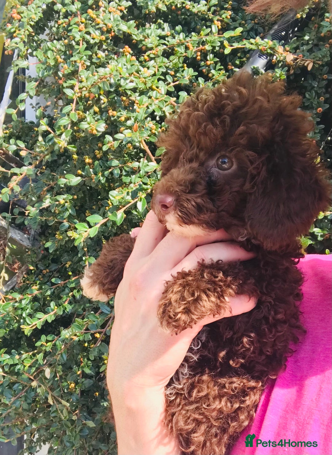 Toy Poodle dogs for sale: Toy poodle WAITING LIST - Advert 8
