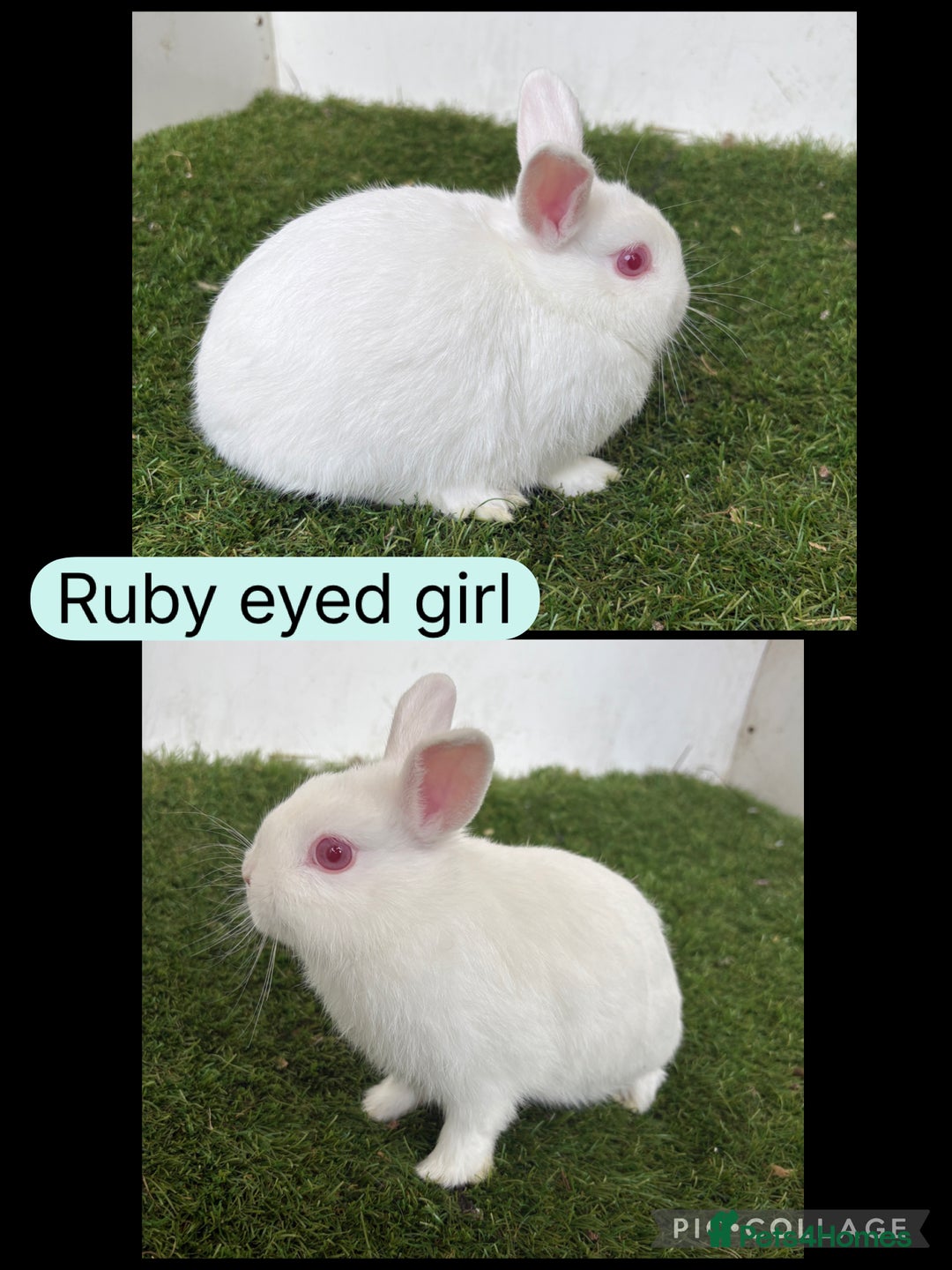 Netherland Dwarf rabbits for sale: Netherland dwarf babies  - Image 5