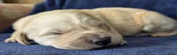 Goldador dogs for sale: 🐶 Adorable puppies ready for their forever homes  - Advert 18