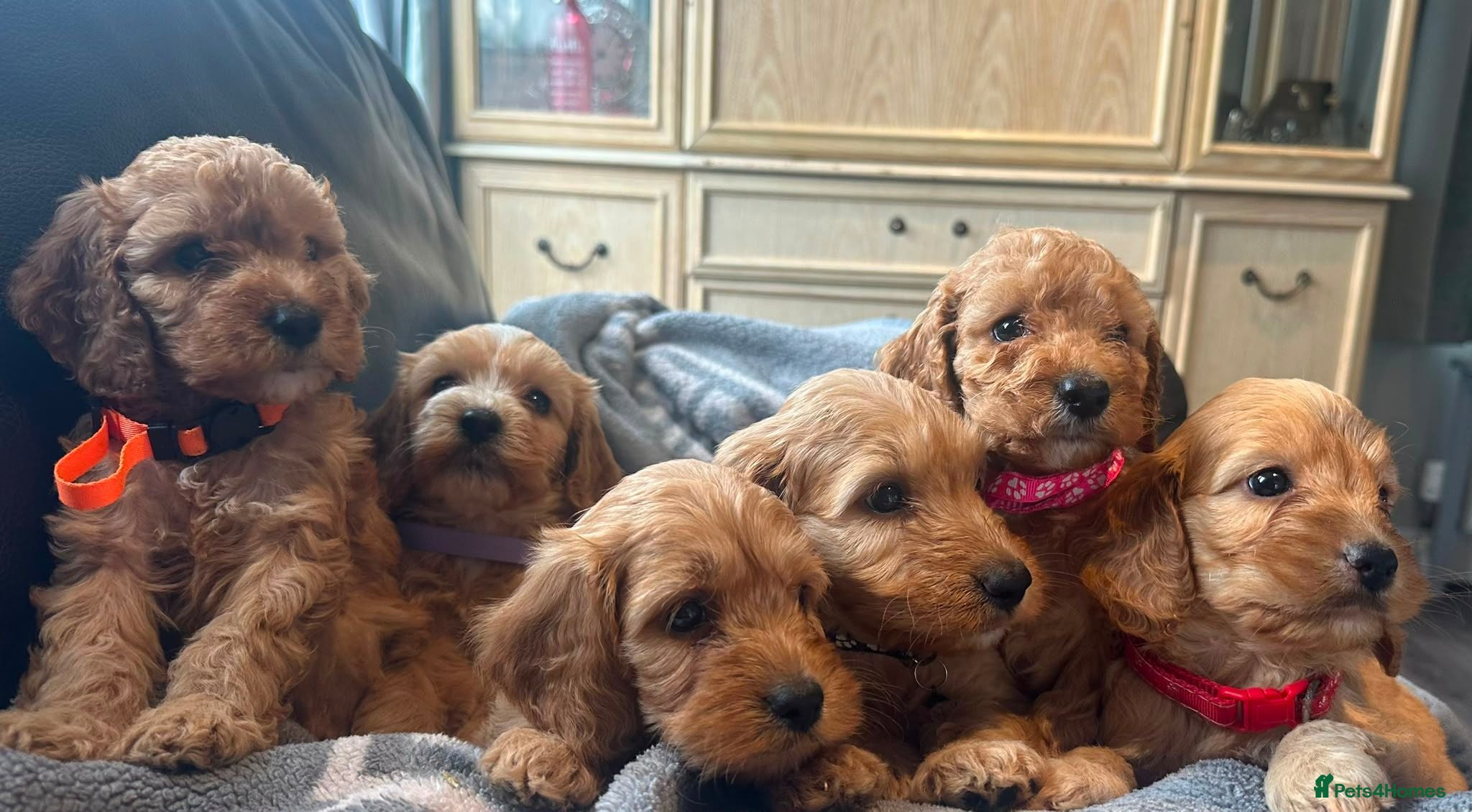 Cockapoo dogs F1 cockapoo girl puppies  - Advert 11