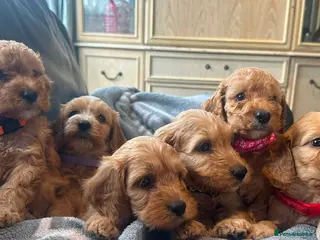 Cockapoo dogs F1 cockapoo girl puppies - Advert 3