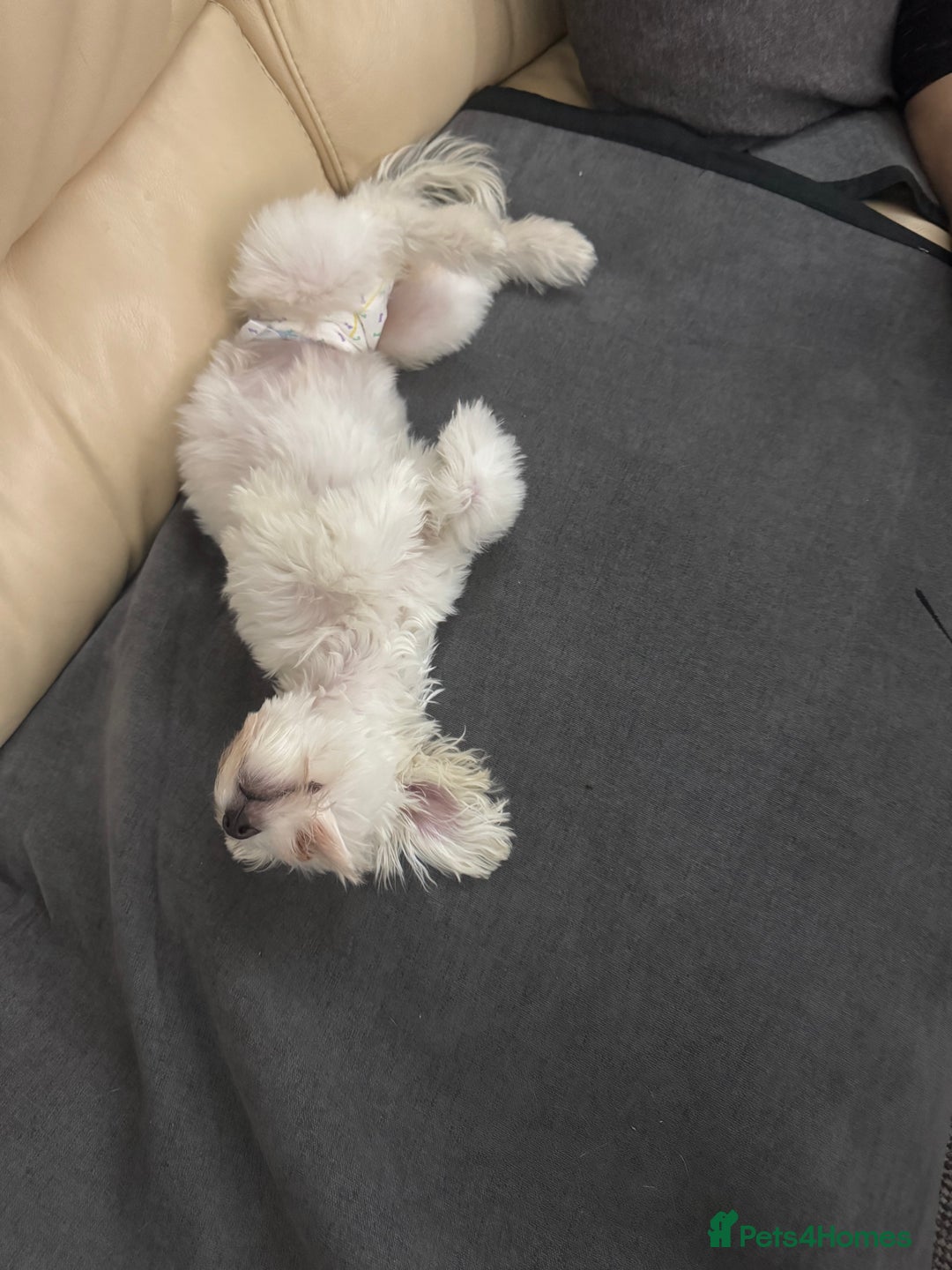 Bichon Frise dogs for sale: Sweet & Loving Bichon Frise Girl Looking for home  - Advert 11