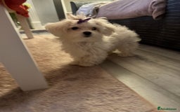 Maltese dogs for sale: Maltese For Sale  - Advert 1